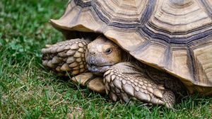 Preview wallpaper turtle, shell, grass, reptile
