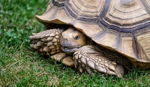 Preview wallpaper turtle, shell, grass, reptile