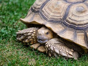 Preview wallpaper turtle, shell, grass, reptile