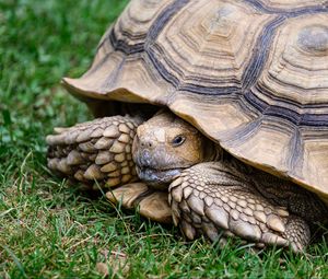 Preview wallpaper turtle, shell, grass, reptile