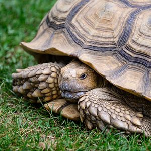 Preview wallpaper turtle, shell, grass, reptile