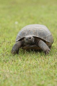 Preview wallpaper turtle, shell, grass, greenery