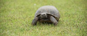 Preview wallpaper turtle, shell, grass, greenery