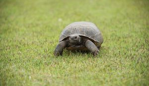 Preview wallpaper turtle, shell, grass, greenery