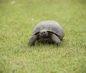 Preview wallpaper turtle, shell, grass, greenery