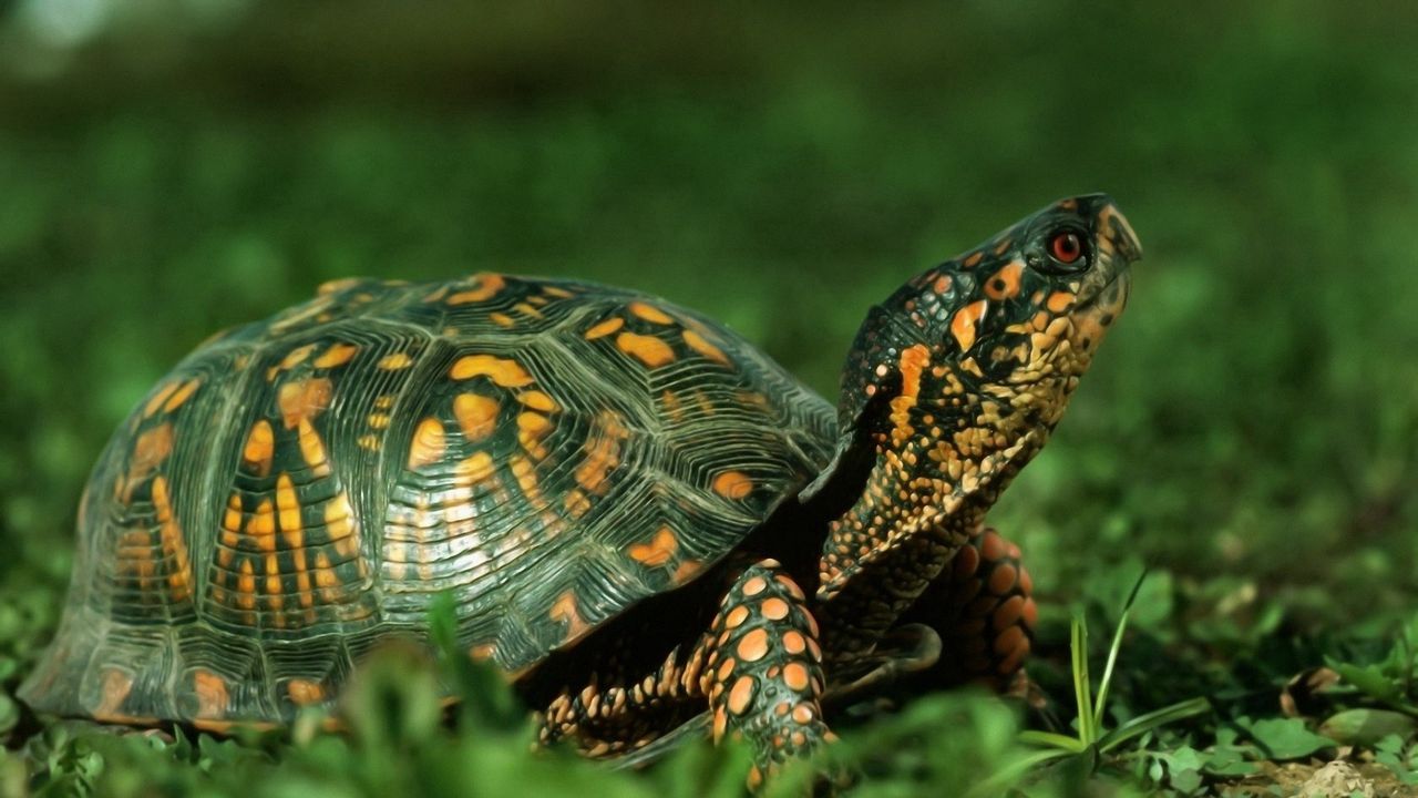 Wallpaper turtle, shell, grass, walk