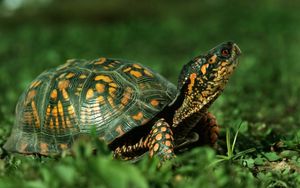 Preview wallpaper turtle, shell, grass, walk