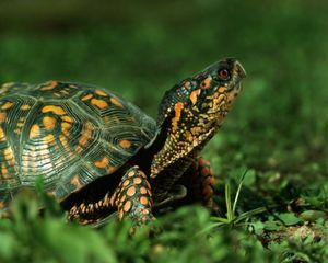 Preview wallpaper turtle, shell, grass, walk