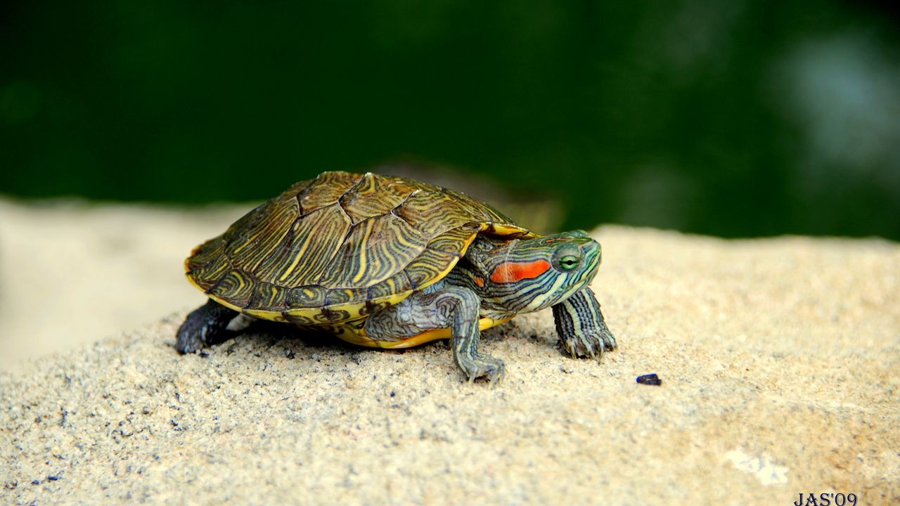 Wallpaper turtle, shell, legs, head