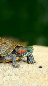 Turtle Phone Wallpapers - Top Free Turtle Phone Backgrounds -  WallpaperAccess