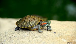 Preview wallpaper turtle, shell, legs, head