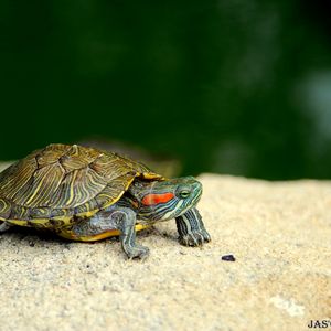Preview wallpaper turtle, shell, legs, head