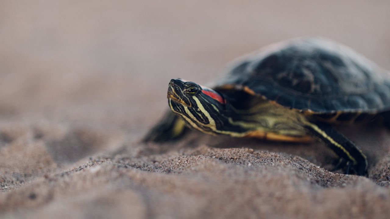 Wallpaper turtle, shell, sand, blur