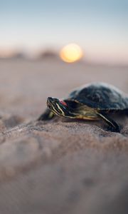 Preview wallpaper turtle, shell, sand, blur