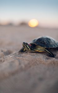 Preview wallpaper turtle, shell, sand, blur