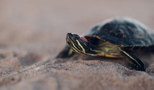 Preview wallpaper turtle, shell, sand, blur