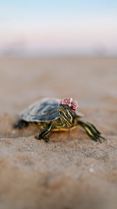 Preview wallpaper turtle, shell, sand, animal