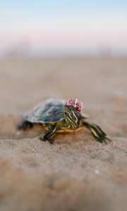 Preview wallpaper turtle, shell, sand, animal