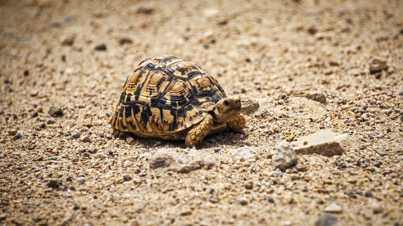 Wallpaper turtle, shell, sand, animal, pebbles