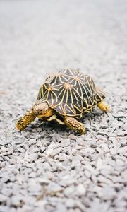 Preview wallpaper turtle, shell, stones, beach