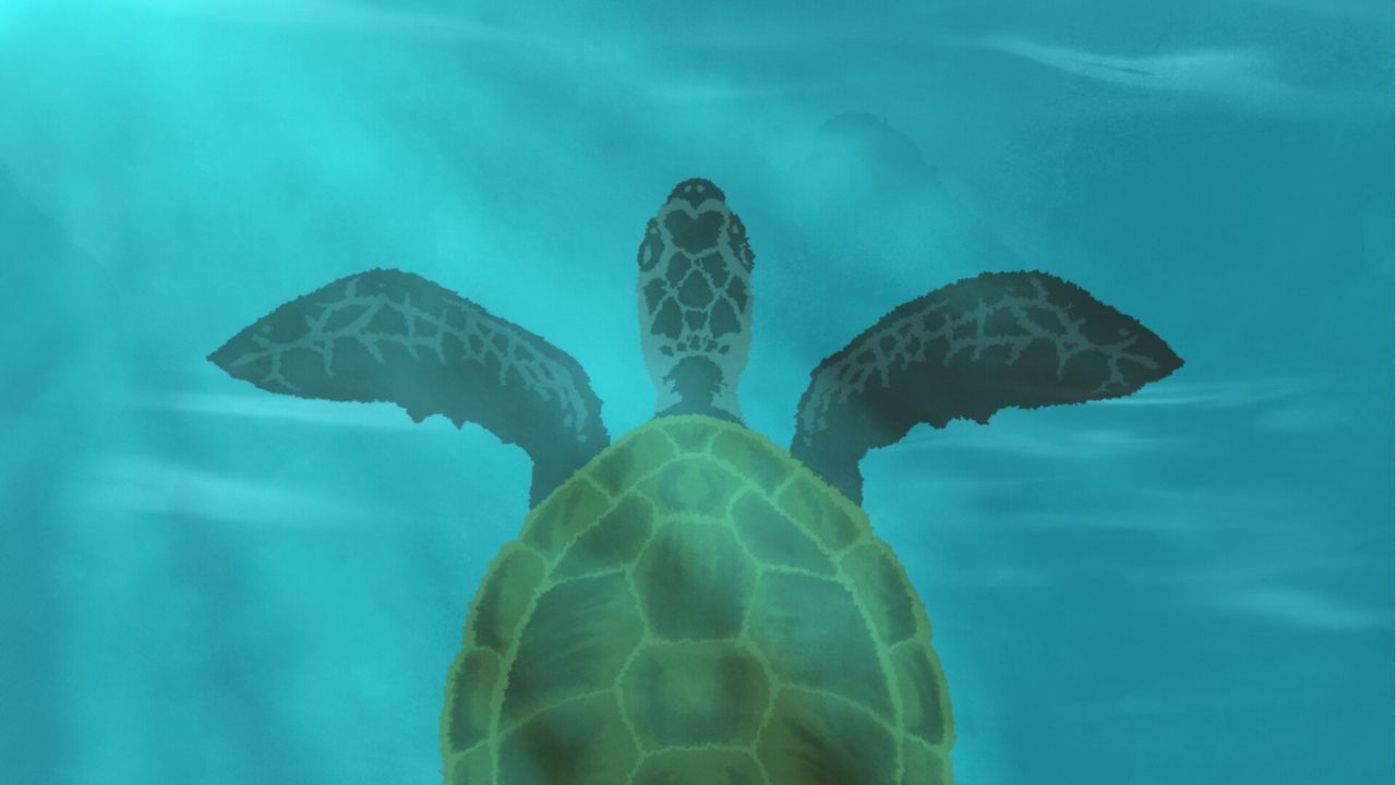 Wallpaper turtle, shell, water, glare