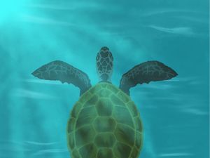 Preview wallpaper turtle, shell, water, glare