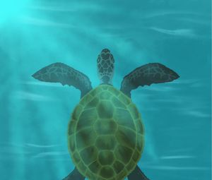 Preview wallpaper turtle, shell, water, glare