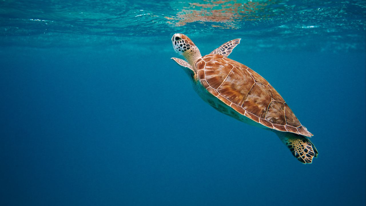 Wallpaper turtle, shell, water, underwater world
