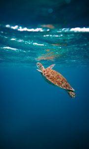 Preview wallpaper turtle, shell, water, underwater world