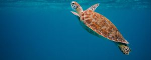 Preview wallpaper turtle, shell, water, underwater world