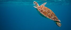 Preview wallpaper turtle, shell, water, underwater world