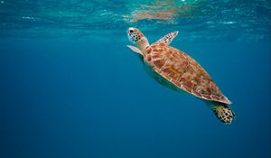 Preview wallpaper turtle, shell, water, underwater world