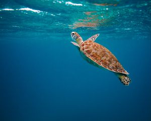 Preview wallpaper turtle, shell, water, underwater world