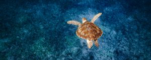 Preview wallpaper turtle, shell, water, sea