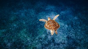 Preview wallpaper turtle, shell, water, sea