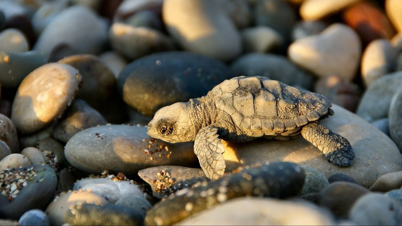 Wallpaper turtle, small, stones