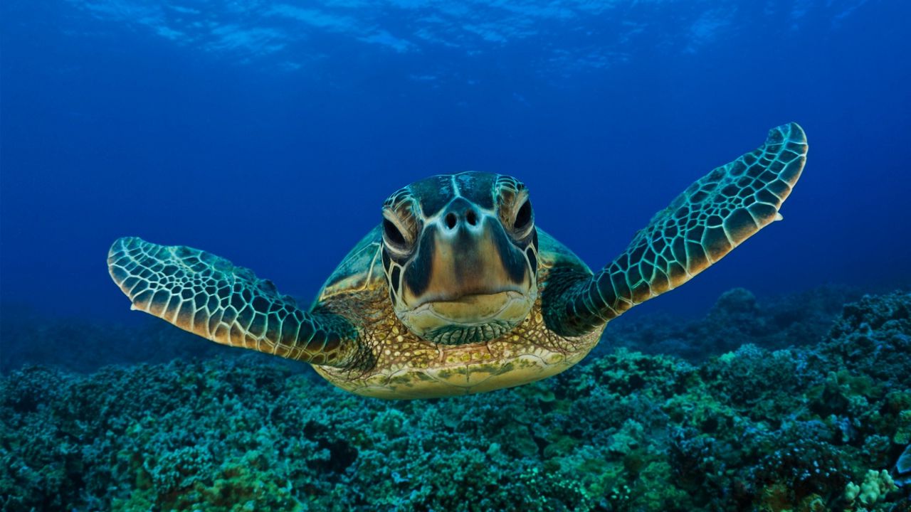 Wallpaper turtle, swim, shell, underwater