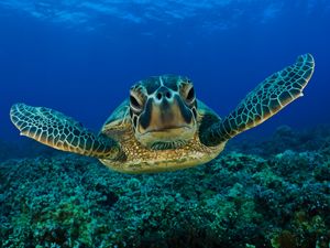Preview wallpaper turtle, swim, shell, underwater