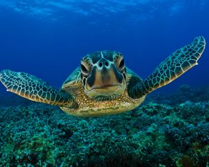 Preview wallpaper turtle, swim, shell, underwater