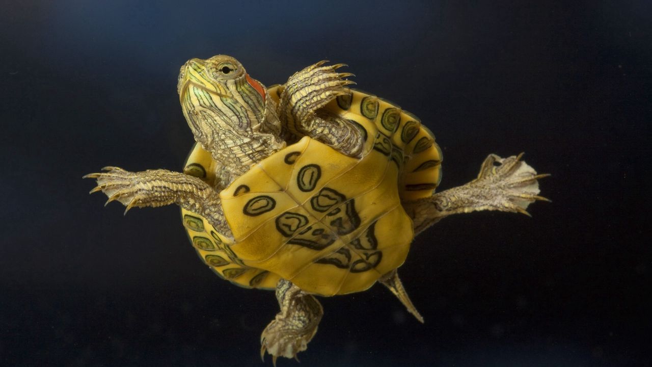 Wallpaper turtle, swimming, shell