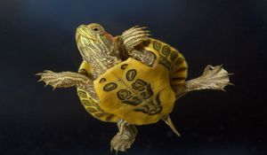 Preview wallpaper turtle, swimming, shell