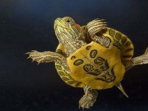 Preview wallpaper turtle, swimming, shell