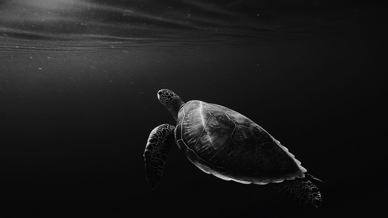 Wallpaper turtle, under water, swim, depth, bw