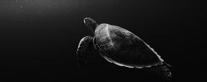 Preview wallpaper turtle, under water, swim, depth, bw