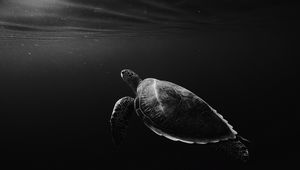 Preview wallpaper turtle, under water, swim, depth, bw