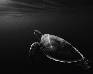 Preview wallpaper turtle, under water, swim, depth, bw