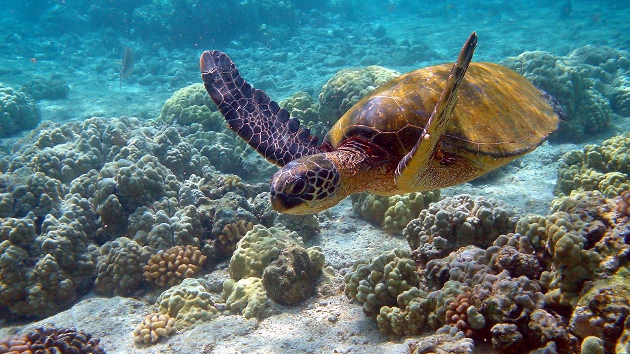 Wallpaper turtle, underwater, swim