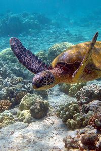 Preview wallpaper turtle, underwater, swim