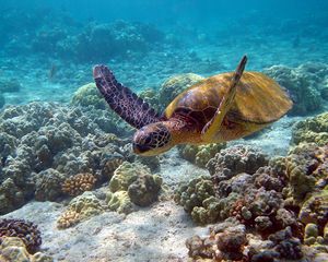 Preview wallpaper turtle, underwater, swim