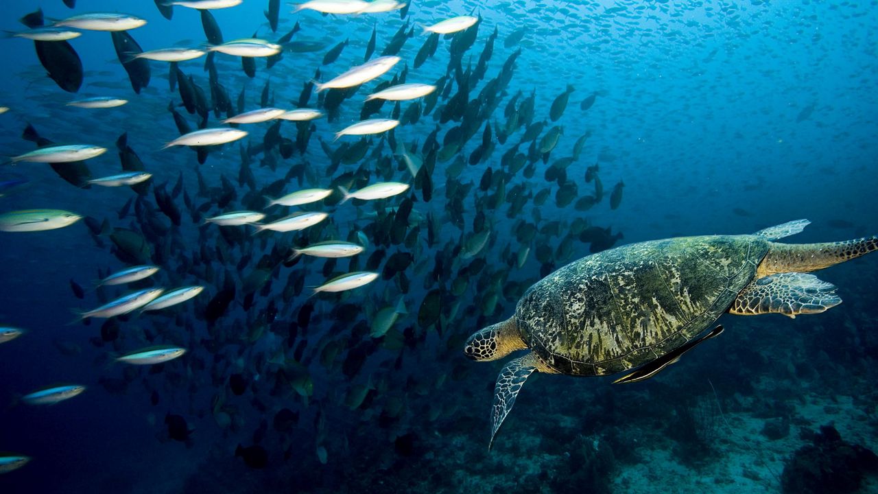 Wallpaper turtle, underwater, swim, fish, sea, ocean
